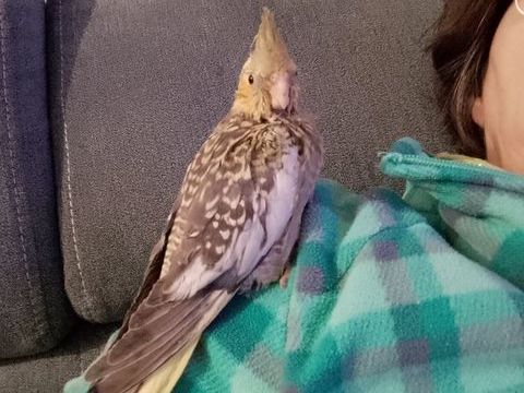 Calopsitte apprevoisee 130 47200 Marmande