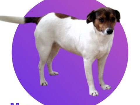 MAYA cherche sa famille pour la vie ! 300 28250 Senonches