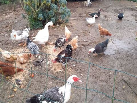 Canard dinde 20 76750 Bosc-bordel