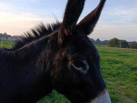 Paco est un jeune &acirc;ne de 12 ans dynamique, curieux et plein de vie. 300 35440 Ding�