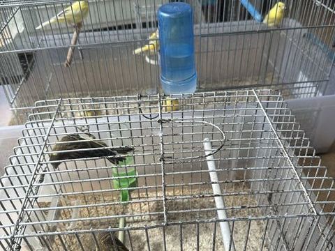 Oiseaux Canari Raza m&acirc;les et femelles 
30 94200 Ivry-sur-seine