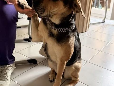 Chien TSUKI &agrave; l adoption 250 26130 Montségur-sur-lauzon