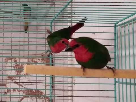 PAPE DE NOUMEA 90 09400 Tarascon-sur-arige