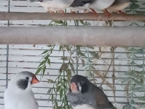 mandarin males et femelles 5 85300 Challans