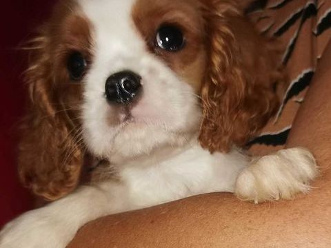 Cavalier king charles 1000 16220 Vouthon