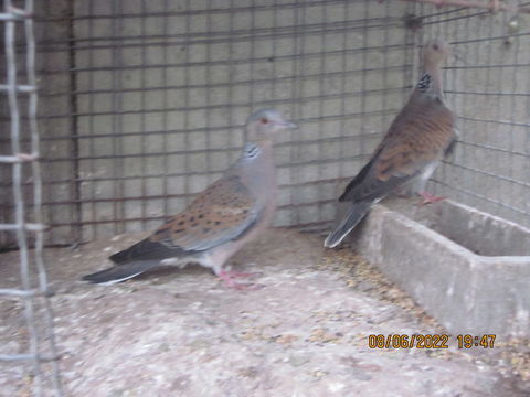 tourterelles 100 32600 L'isle-jourdain