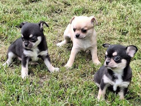 chiots chihuahua male et femelle non lof 900 65130 Capvern