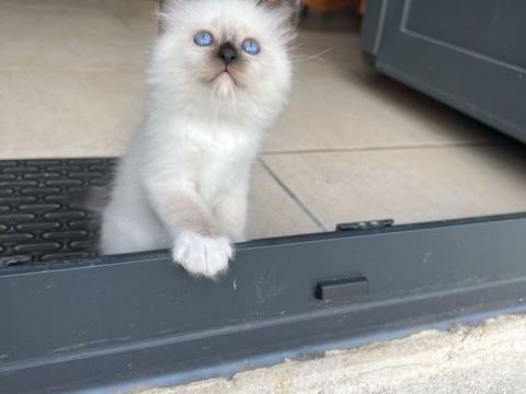 Chatons sacr&eacute; de Birmanie loof 1190 91510 Lardy