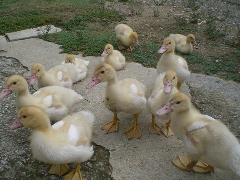 Caneton, canard de barbarie 50 26400 Grane