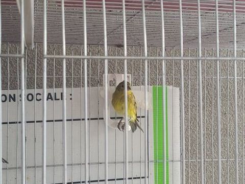 canari raza 2025 vert de petite taille 30 38400 Saint-martin-d'hres