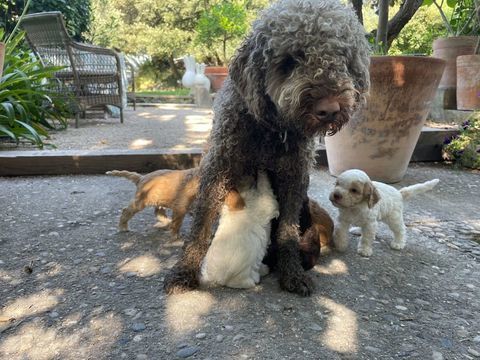 Magnifiques b&eacute;b&eacute;s chiots Lagotto Romagnolos 1000 13990 Fontvieille