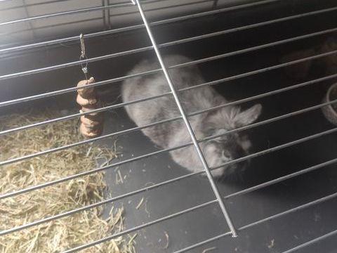 Lapin angora 65 93190 Livry-gargan