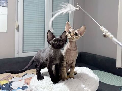 Chaton Devon Rex ? vaccin&eacute; et puc&eacute; 1500 69003 Lyon