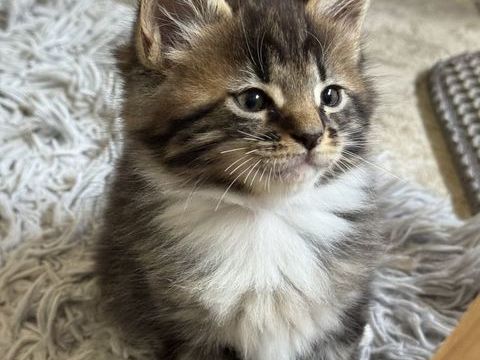A r&eacute;server Magnifiques chatons Maine Coon crois&eacute;s Persan 700 31370 Rieumes