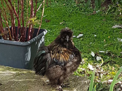 cooq nain poule de soie 30 88500 Bazoilles-et-mnil