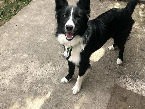 Urgent donne chien border. Collie 0 28140 Orgres-en-beauce