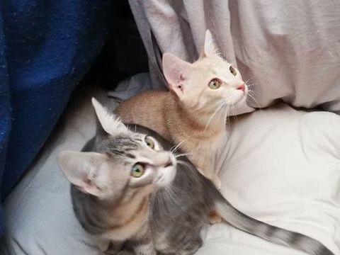 Jolis chatons duo &agrave; adopter ensemble sur Marseille 0 13004 Marseille