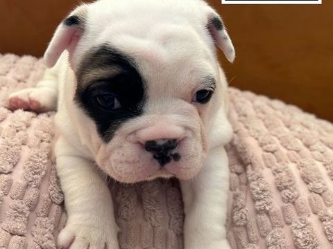 A r&eacute;server 
Chiots bouledogue francais 
&Eacute;levage familial 1100 56400 Brech