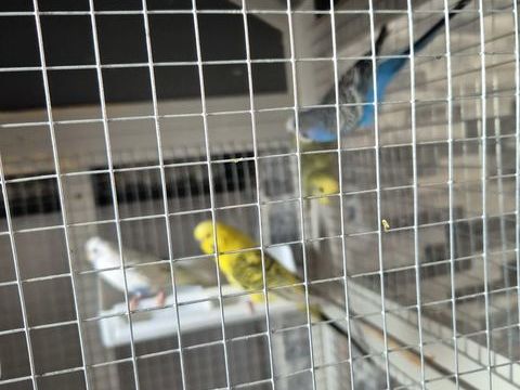 Perruche ondulées 40 57310 Rurange-ls-thionville