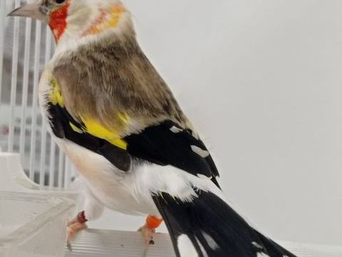 Couple de majors en mutation 350 65500 Vic-en-bigorre