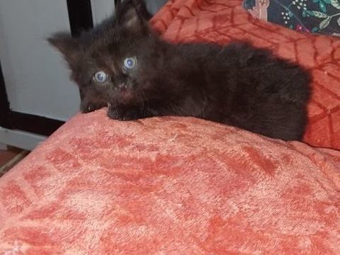 Donne chatons   3 0 15100 Saint-flour