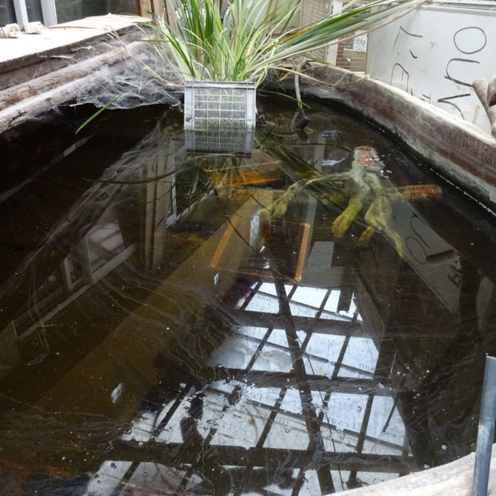 bassin de jardin Jardin