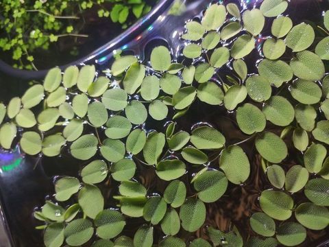 Plantes aquarium salvinia natans 1 33600 Pessac