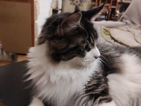 Atlantis des Anges Soyeux, Jeune Maine Coon 800 37130 Langeais