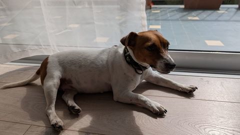 Jack russell femelle agée 2 ans 0 13600 La ciotat