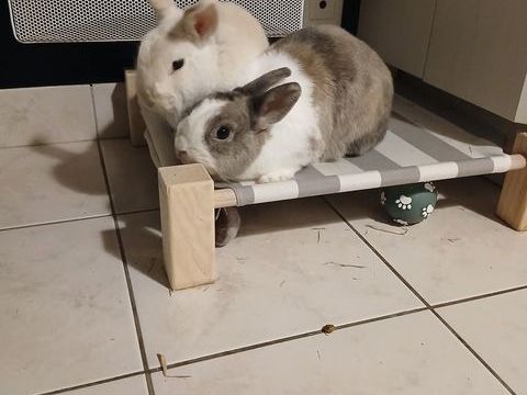 Caiuspupus et Coca, lapins nains &agrave; adopter 160 44100 Nantes