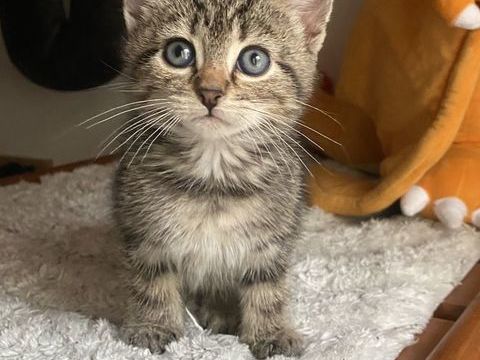 Chatons 0 93200 Saint-denis