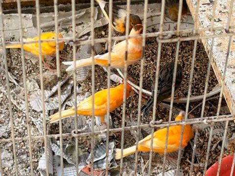 Canaris 15 46150 Calamane