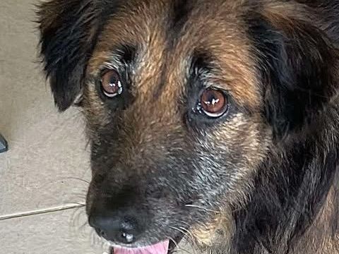 Bobby cherche sa famille depuis bient&ocirc;t un an 150 77100 Mareuil-l�s-meaux