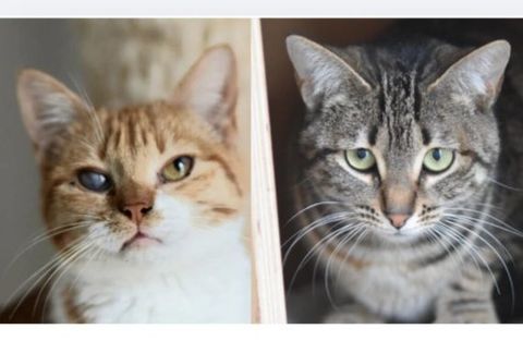 GRACE et ELVIRA 460 27620 Gasny