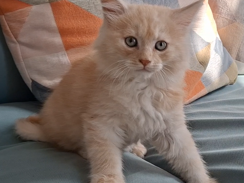 chaton m&acirc;le Maine Coon LOOF 950 83000 Toulon