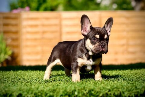 Chiot Bouledogue Fran&ccedil;ais Exotiques d'exception disponible 2000 30920 Codognan