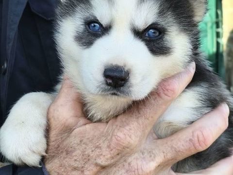 Chiots Huskys  renseignements au 0650891761 600 33860 Marcillac