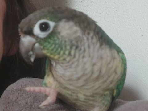 Couple de Conure 350 85170 Le poir�-sur-vie