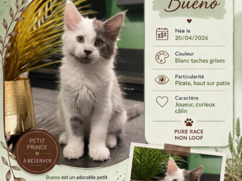Chaton Mainecoon 750 77400 Dampmart