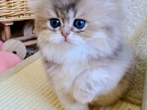 British Longhair, issues de lign&eacute;es prestigieuses. 1400 13014 Marseille