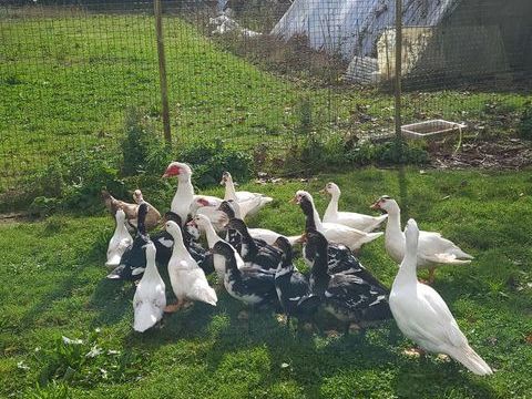 Cannes de barbarie 15 29470 Plougastel-daoulas