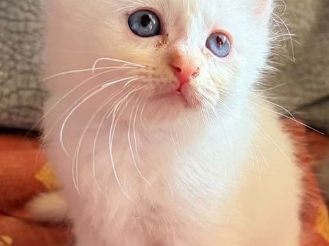 Superbes  chatons LOOF Sacr&eacute; de Birmanie 1090 35140 Saint-hilaire-des-landes