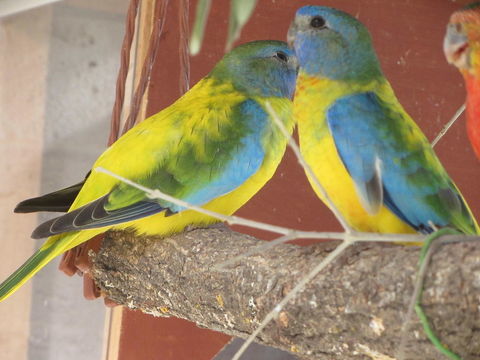 perruches néophèmes . 70 84700 Sorgues