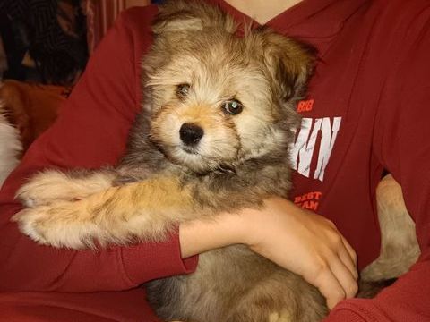 Chiot type bichon havanais disponible 750 71500 Louhans