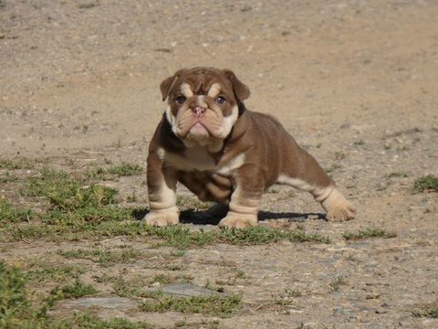 Chiot bulldog anglais exotique 2300 35600 Redon
