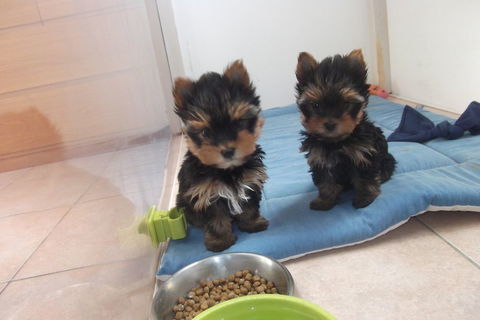 Chiots yorkshire terrier males et femelle (RESERVATION)  1250 30000 N�mes