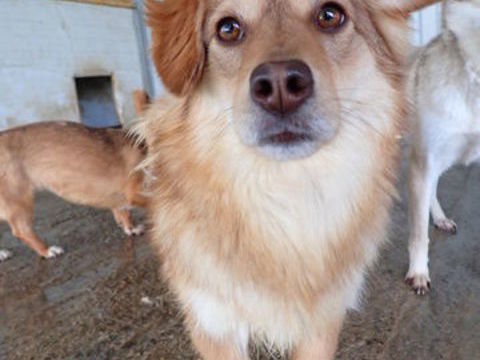 Sophie &agrave; l'adoption 300 46000 Cahors