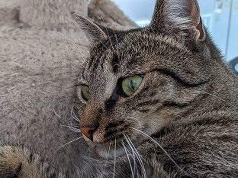 CARDAMONE FEMELLE TIGREE 4 ANS 195 92260 Fontenay-aux-roses