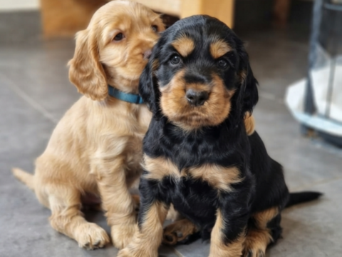 Adorable chiot COCKER SPANIEL &agrave; r&eacute;server 1800 62138 Douvrin