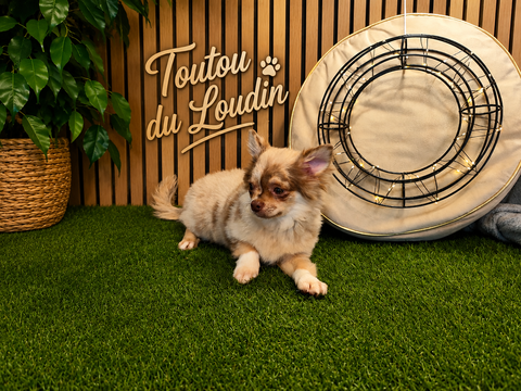 Chiot Chihuahua poils longs m&acirc;le 750 18140 Précy